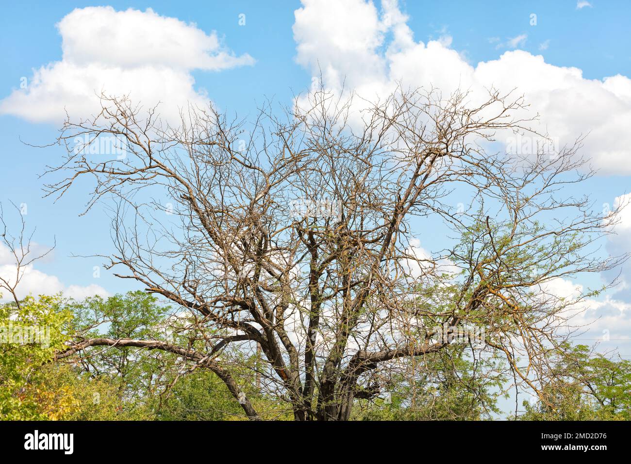 Die Zweige eines weitläufigen verwelkten Baumes, der auf den weißen Wolken im blauen Himmel der Quelle gefangen wurde. Stockfoto