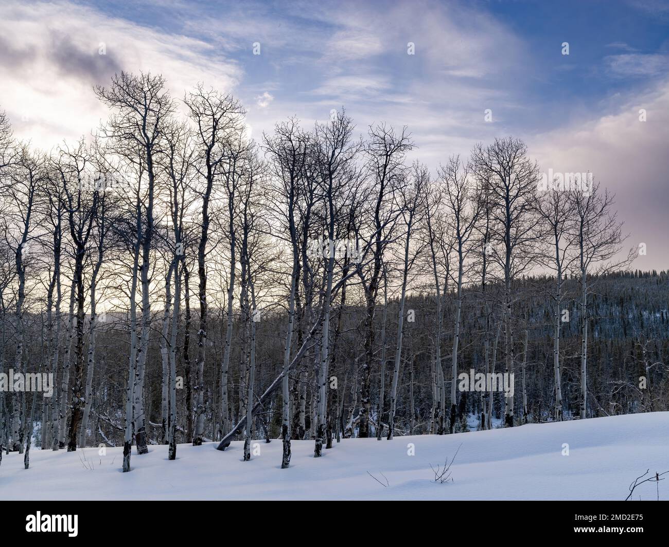 Verschneiter Winterwald aus Aspen mit dramatischem Himmel Stockfoto