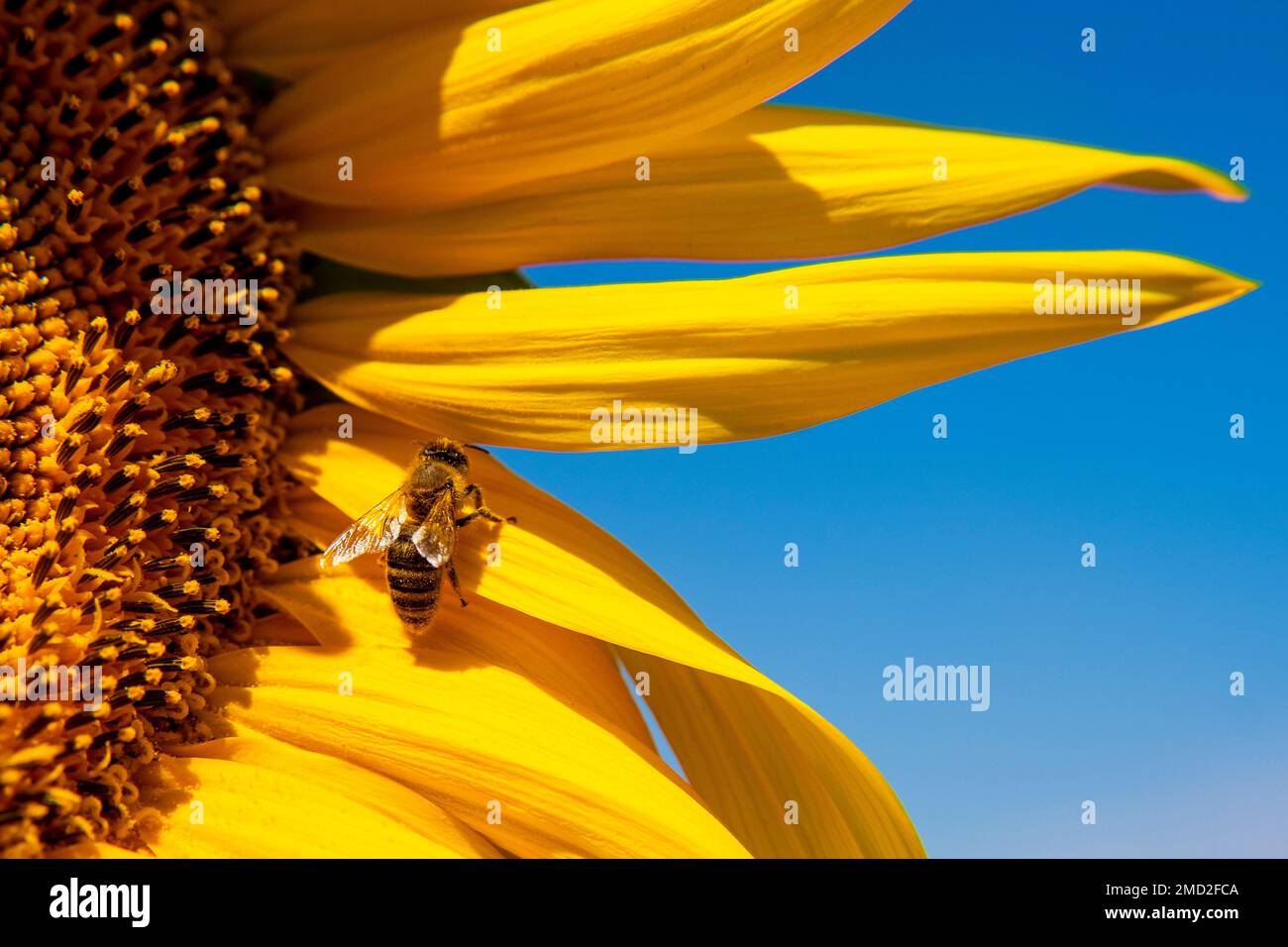 Biene auf Sonnenblumen in der Sommersonne Stockfoto