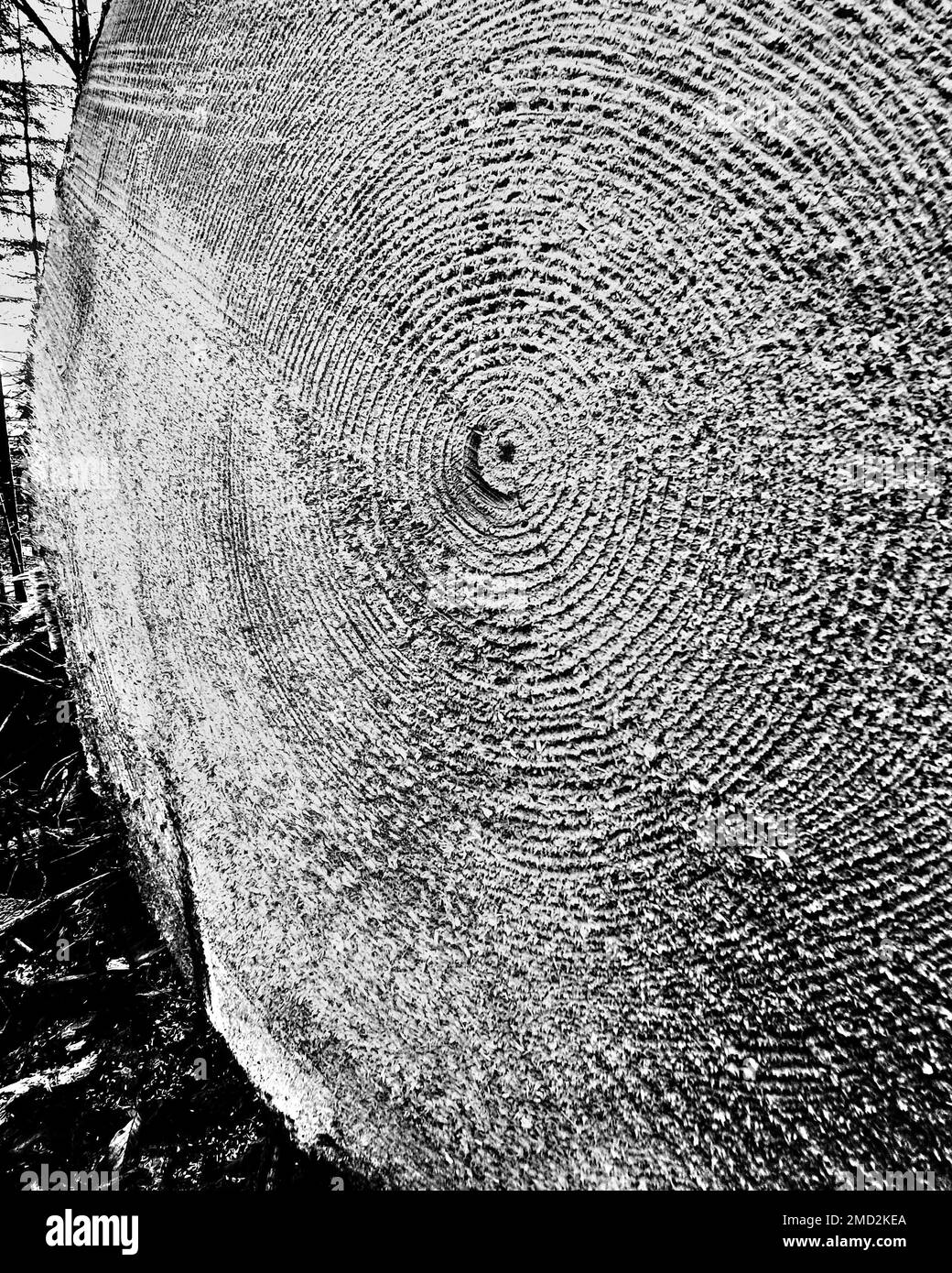 Eine monochrome Nahaufnahme der Kugeln des alten Baumes Stockfoto