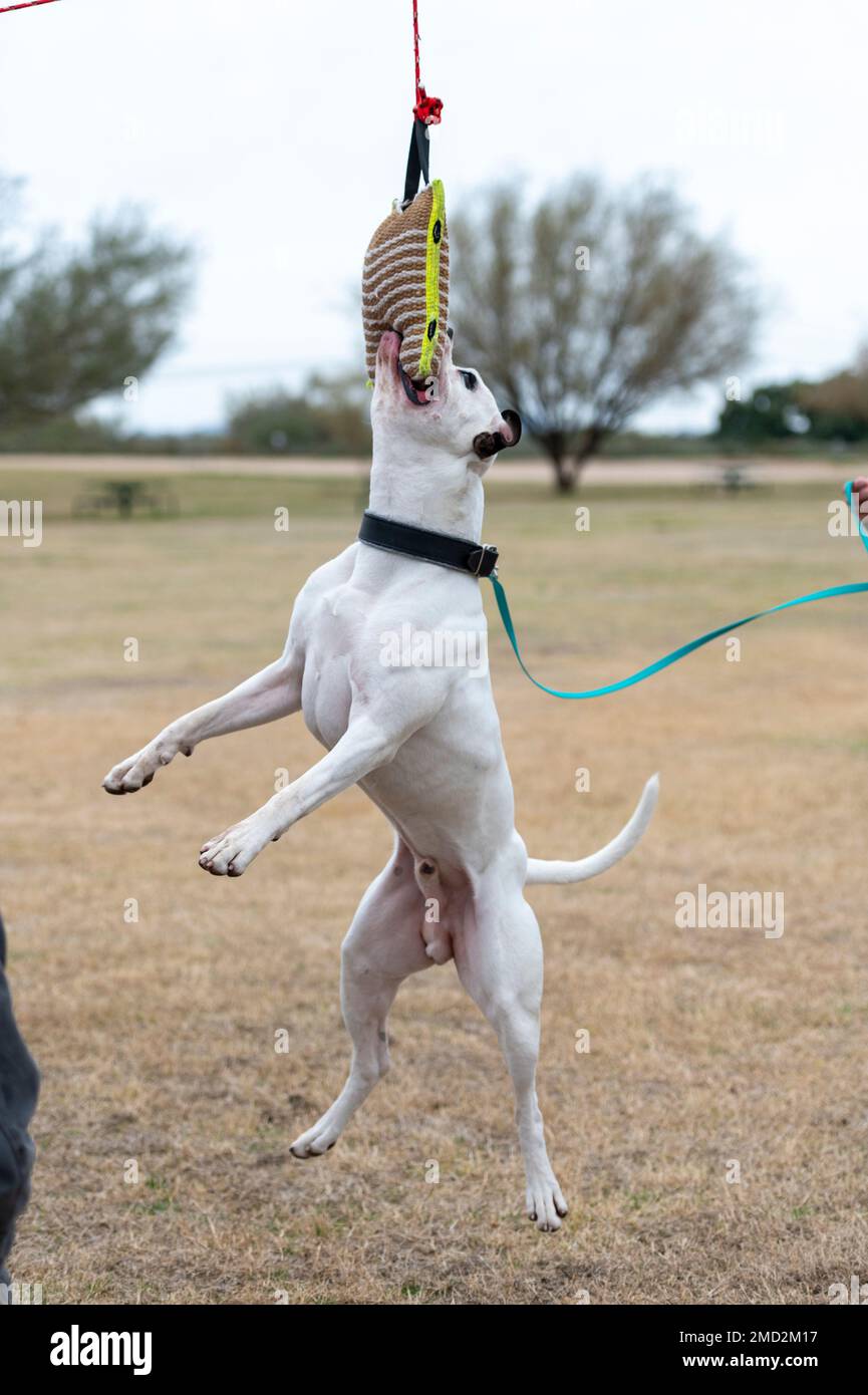 Eine amerikanische Bulldogge, die bei einer Tyrannei hängt Stockfoto