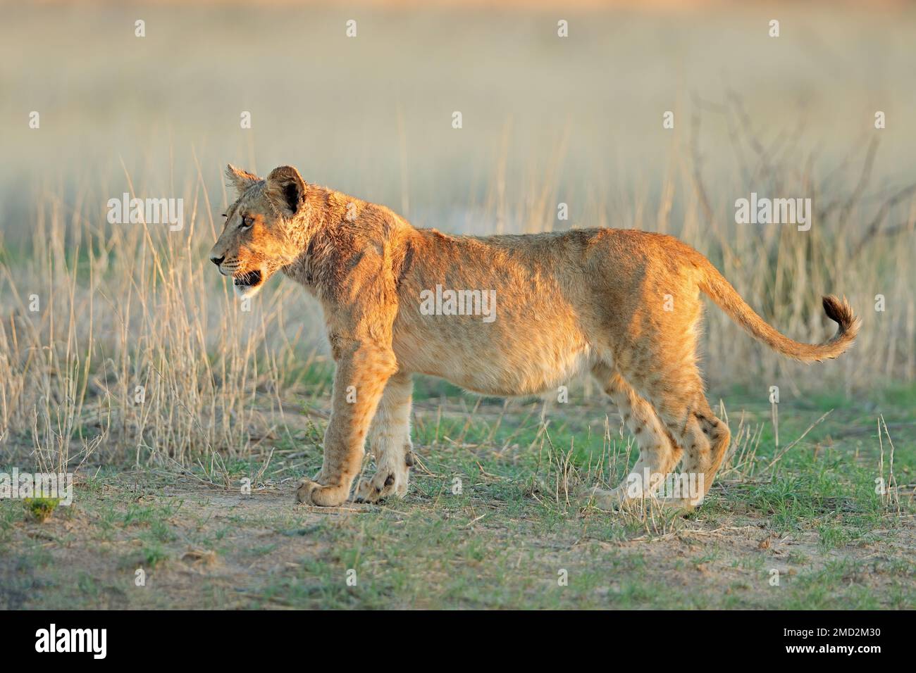 Alarmieren Sie das afrikanische Löwenjunge (Panthera leo), die Kalahari-Wüste, Südafrika Stockfoto
