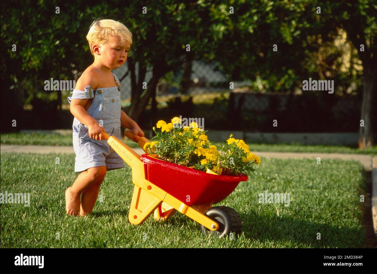 Ein blonder Junge, der im Sommer mit seiner Schubkarre voller Blumen herumfährt Stockfoto
