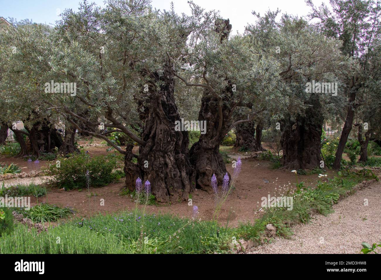Olivenbume im biblischen Garten Gethsemane, wo Jesus vor seinem Verrat und  seiner Gefangennahme gebetet hat - lberg, Jerusalem Stockfotografie - Alamy