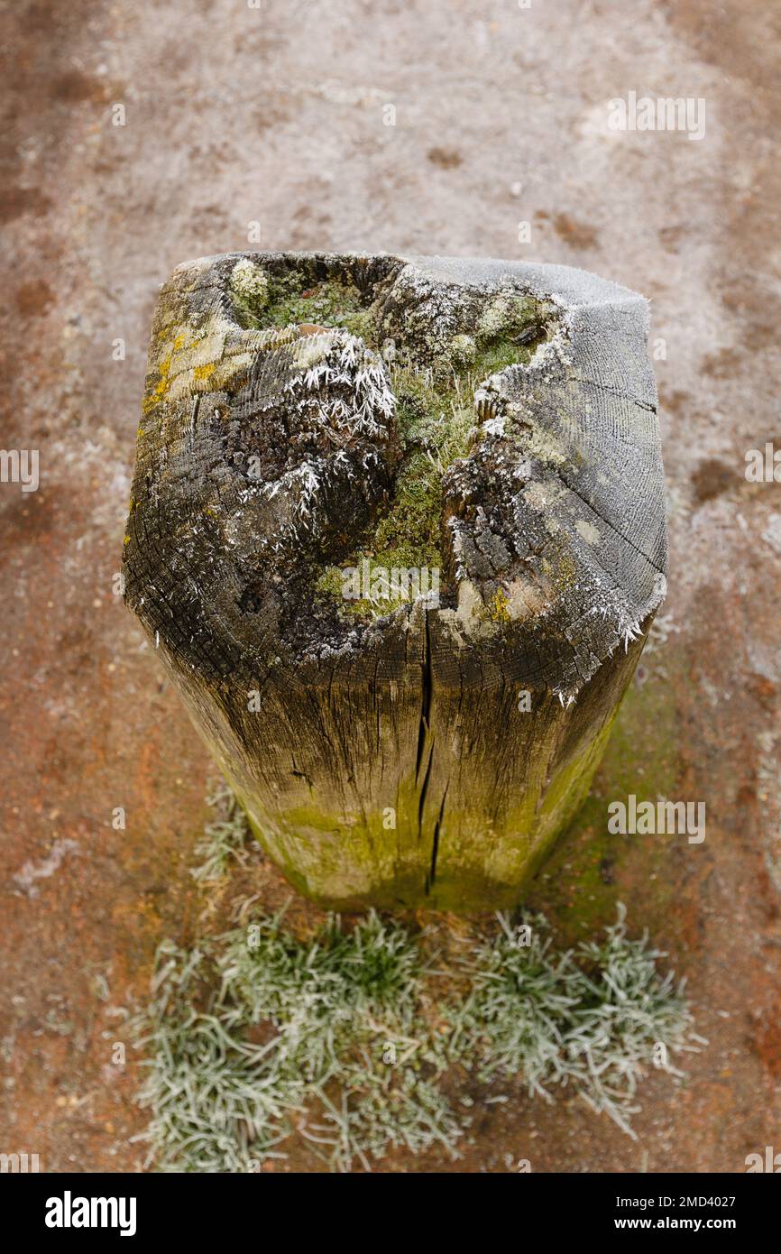 Winzige Pflanzen und Moos, die auf verfallenen Holzpfählen während des Winterfrosts wachsen und überleben Stockfoto