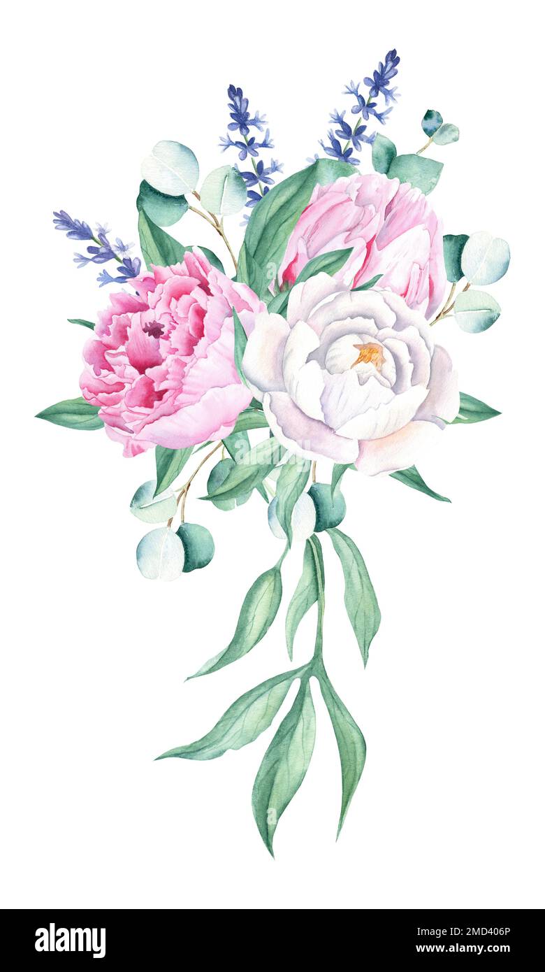 Aquarell, weiße und pinkfarbene Pfingstrosen, Lavendel, Eukalyptus. Handgemalte Abbildung isoliert auf weißem Hintergrund. Kann für Grußkarten verwendet werden Stockfoto