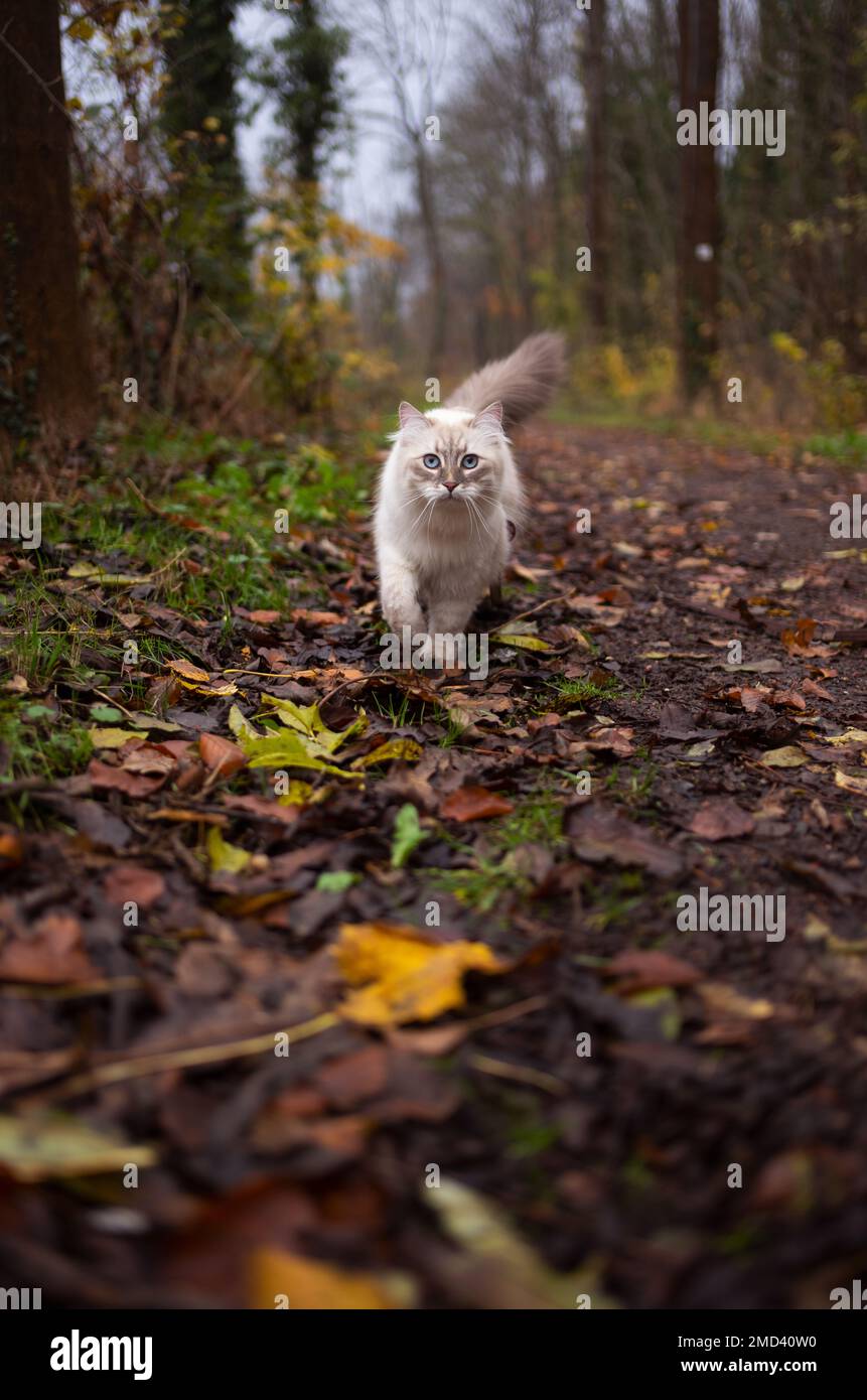Eine neugierige sibirische Katze, die im Wald mit Herbstblättern auf die Kamera zugeht Stockfoto