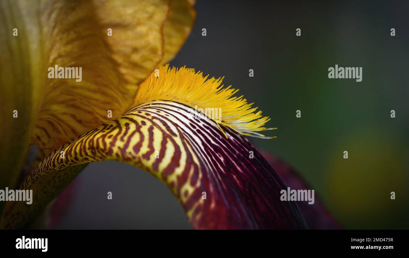 Eine Makroaufnahme der gelben Bärtigen Iris mit markanten Venen und Markierungen Stockfoto