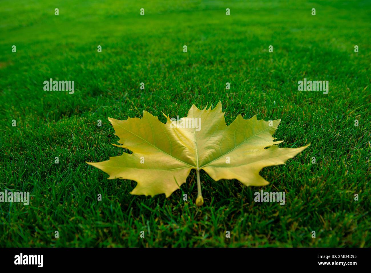 Gelbes Baumblatt auf einem grünen Rasen Stockfoto