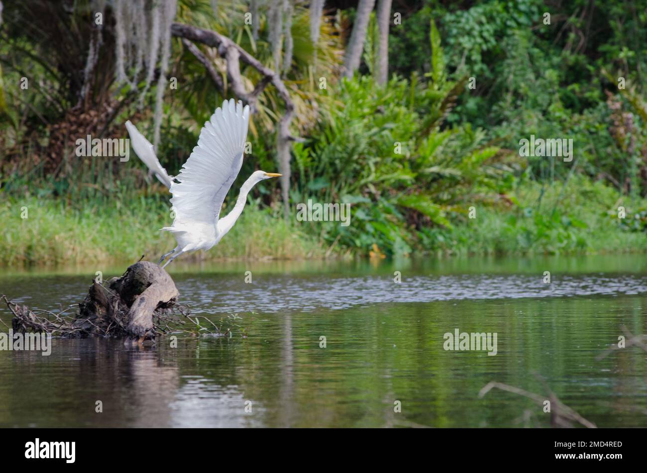 Ein Great Egret fliegt auf dem Frog Creek, Florida, USA Stockfoto