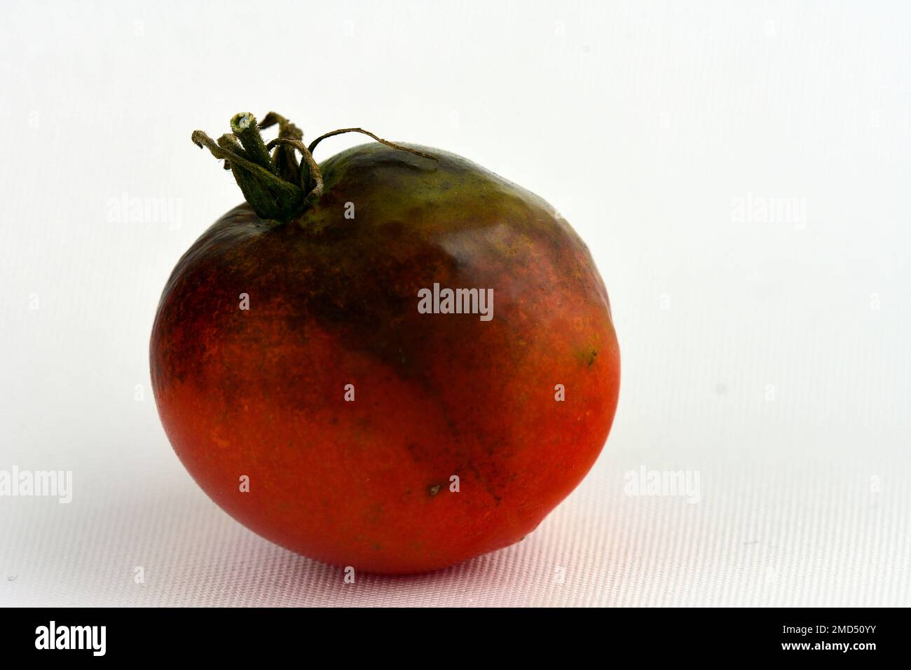 Tomatenstamm durch Spätblight befallen - Phytophthora infestans. Dunkelschwarze oder violette Flecken breiten sich bemerkenswert schnell von den Blättern zu den Stängeln aus Stockfoto