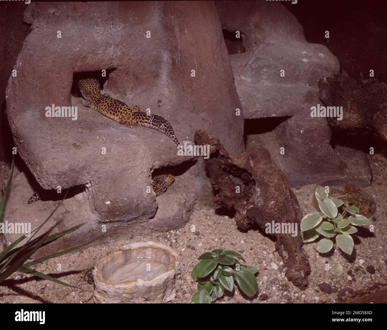 Wüstenterrarium für Leopardengecko (Eublepharis macularius) Stockfoto