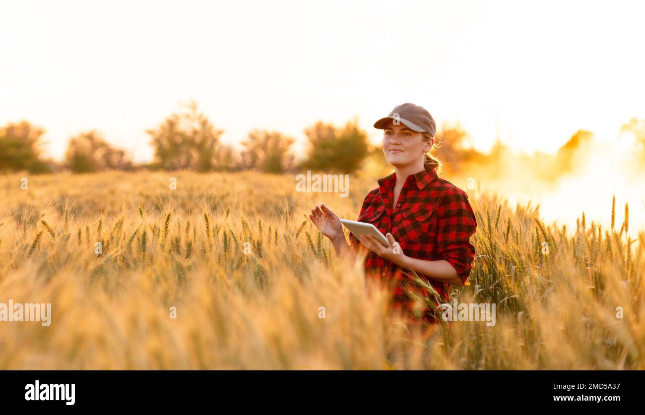 Eine Frau Bauer untersucht den Bereich der Getreide- und sendet die Daten an die Wolke aus der Tablette. Smart Farming und digitale Landwirtschaft. Stockfoto