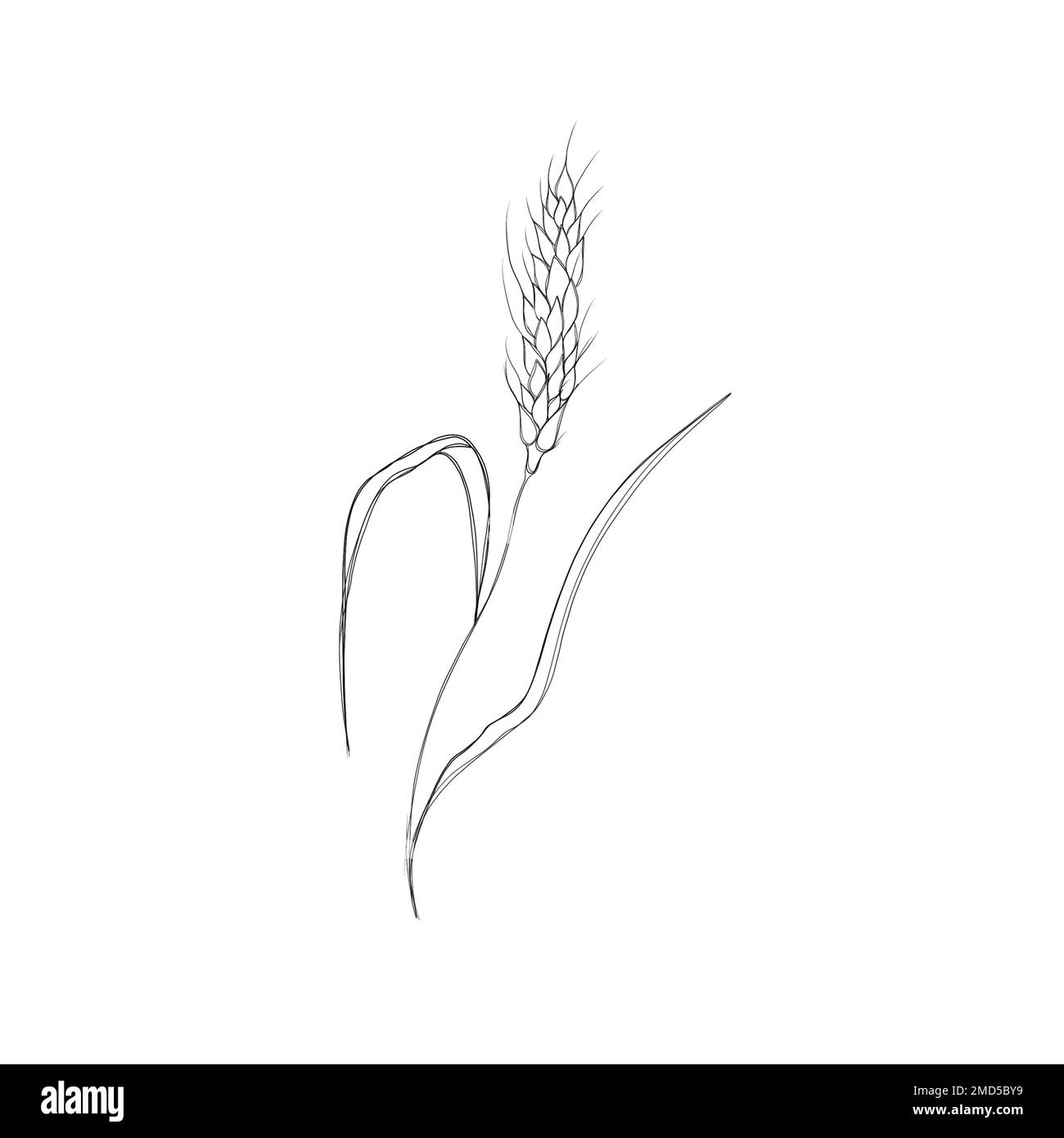Stacheln aus Weizen in der Skizzendarstellung isoliert auf weißem Hintergrund. Glutenhaltige landwirtschaftliche Nutzpflanzen. Stockfoto