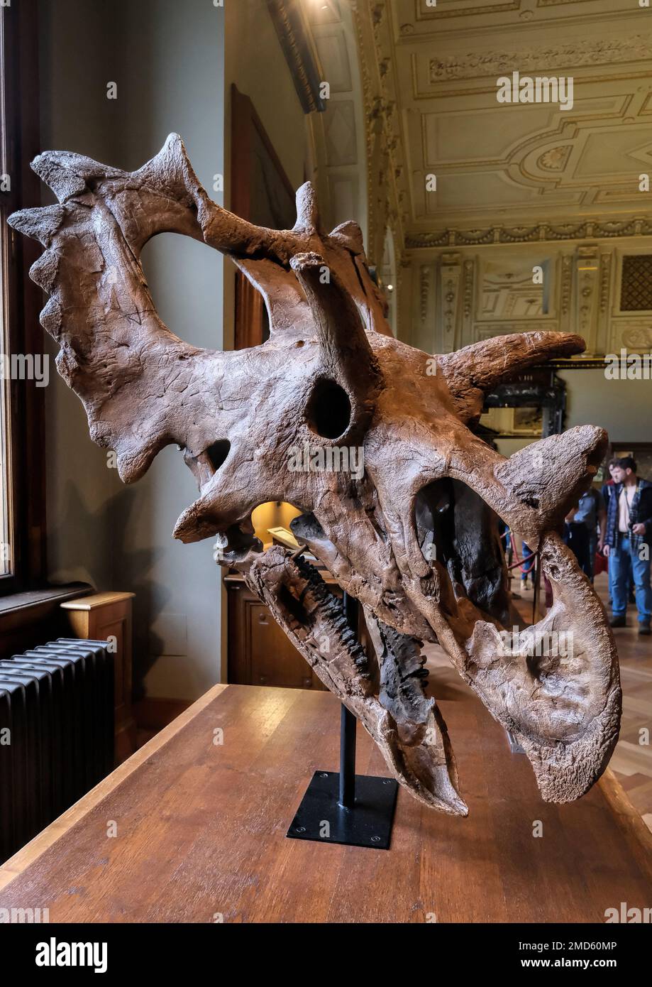 Wien, Österreich, 2019. Dez.: Triceratops Skull Fossil Collection Ausstellungshalle im Naturhistorischen Museum Stockfoto