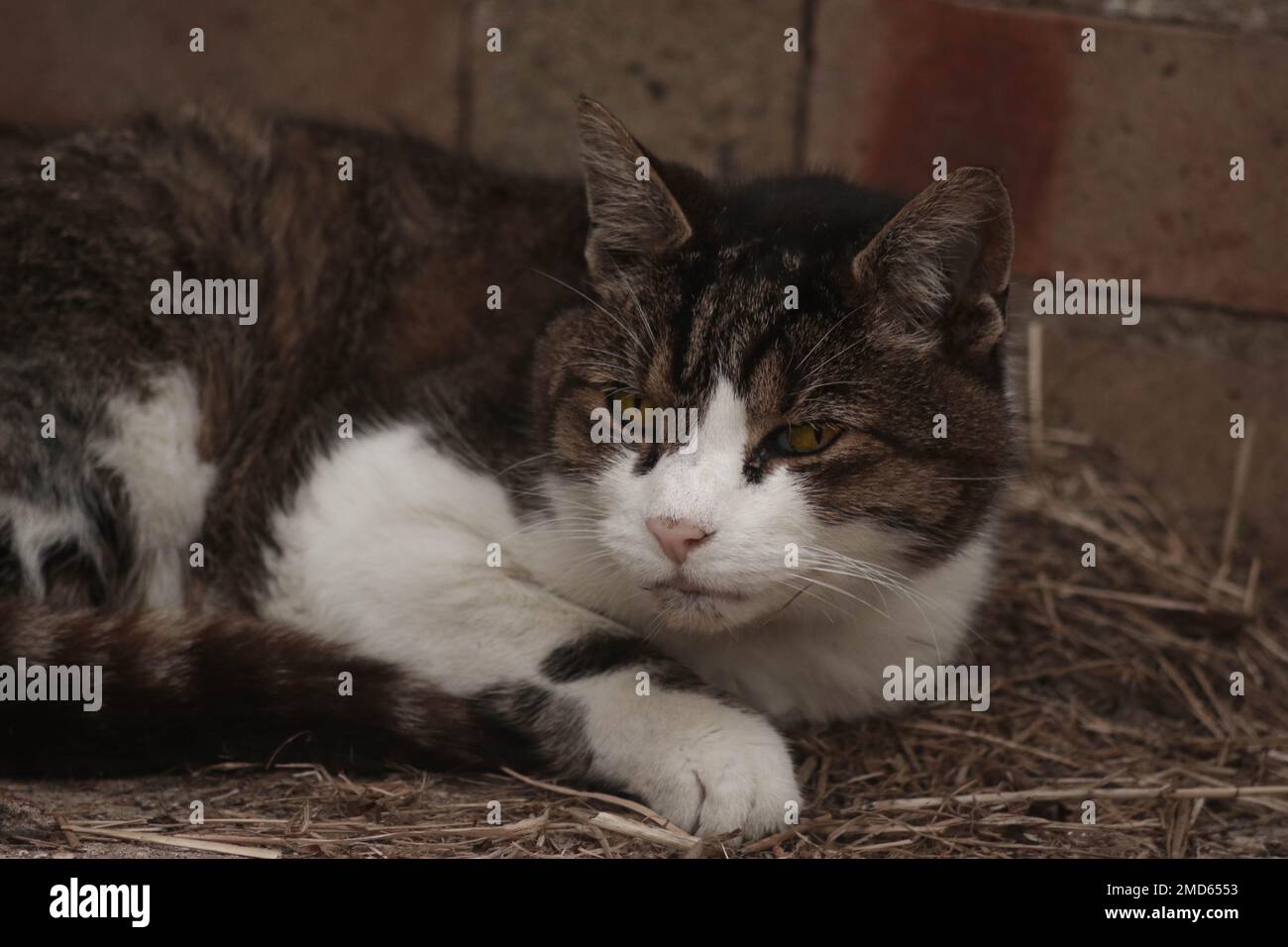 Scheunenkatze, die im Stroh liegt Stockfoto