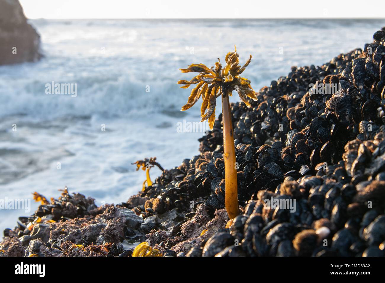 Seetang aus der Meerespalme (Postelsia palmaeformis) an der felsigen Küste des pazifiks in Kalifornien, USA, wächst eine Form von Seetang. Stockfoto