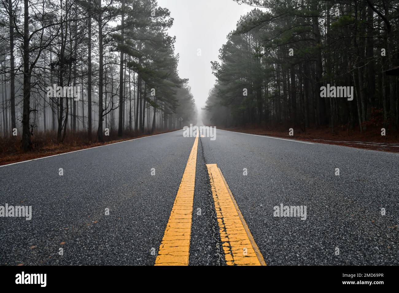 Blick aus dem niedrigen Winkel auf die gepflasterte Straße durch den Nebel und die Kiefern von Georgia Stockfoto