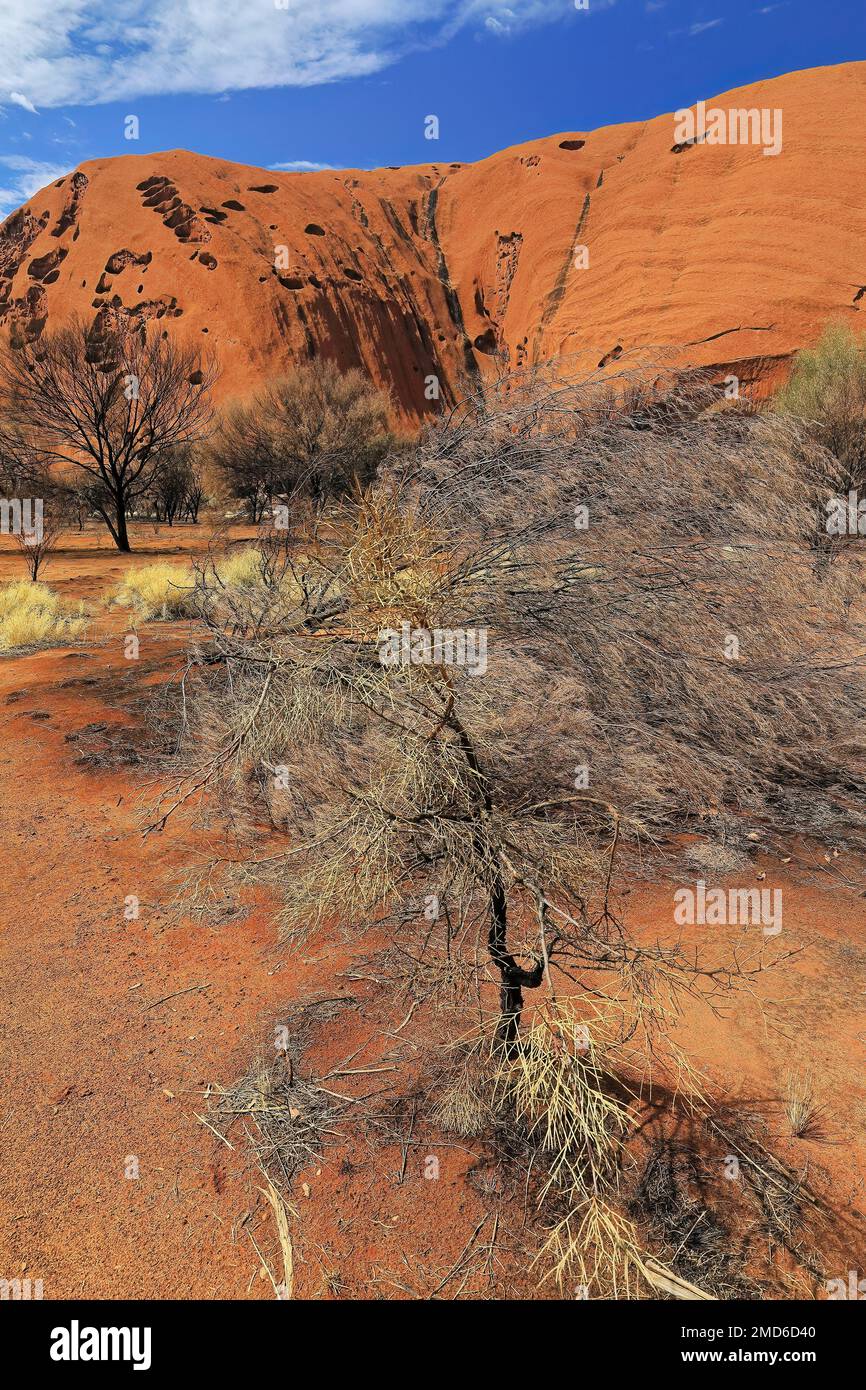 433 riesiges, abgerundetes und erosionales Tal, das vom Fuß aus gesehen wird, führt Sie rund um den Uluru-Ayers Rock. NT-Australien. Stockfoto