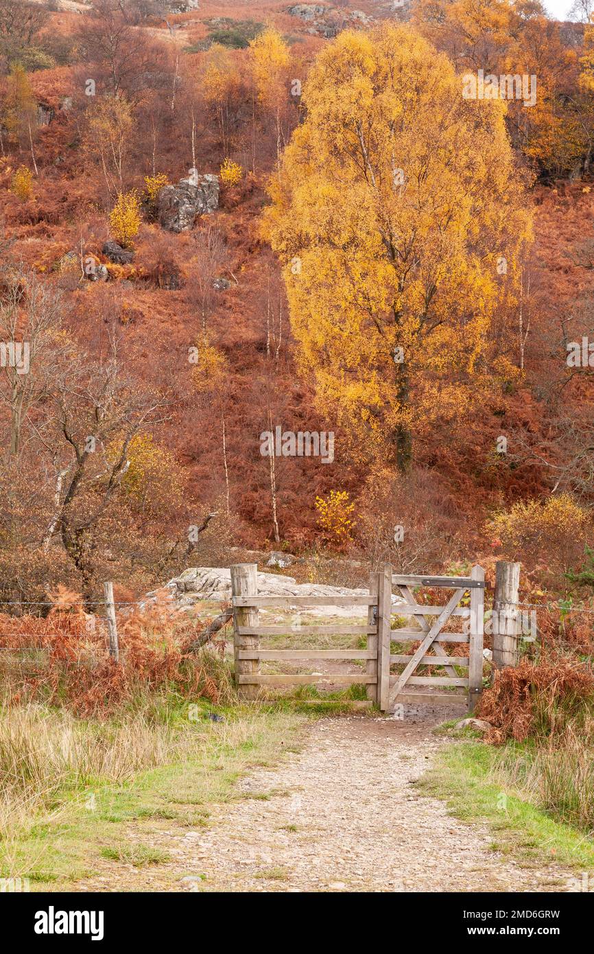 Pfad und Tor durch Bäume in Herbstfarben Stockfoto