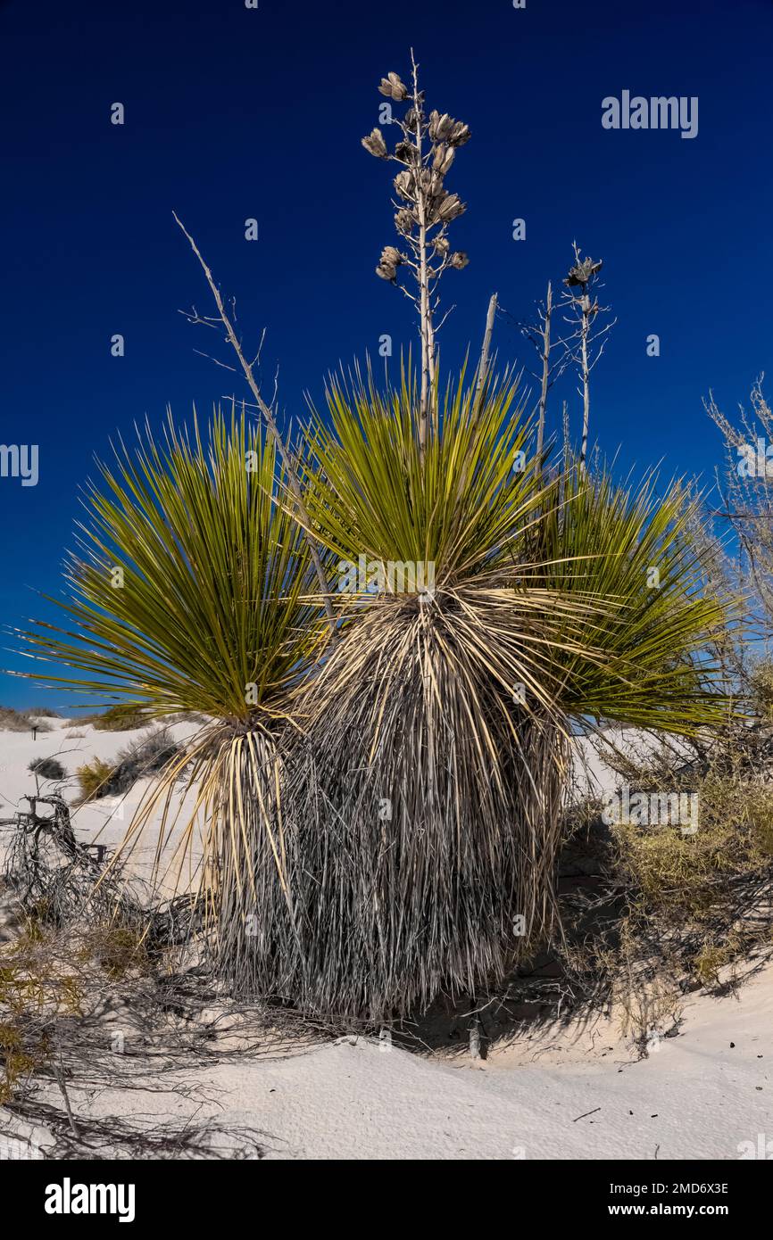 Soaptree Yucca, Yucca elata, wächst in den schwebenden Gipsdünen des White Sands National Park, New Mexico, USA Stockfoto