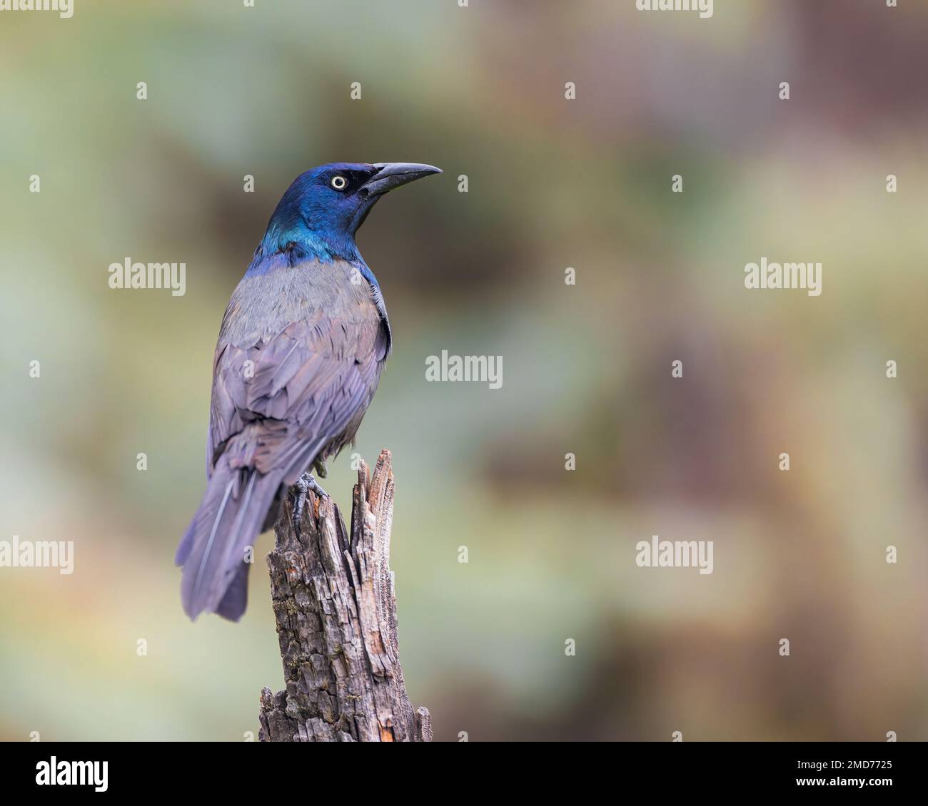 Ein gewöhnlicher Grab starrt von seinem Sitz aus. Stockfoto