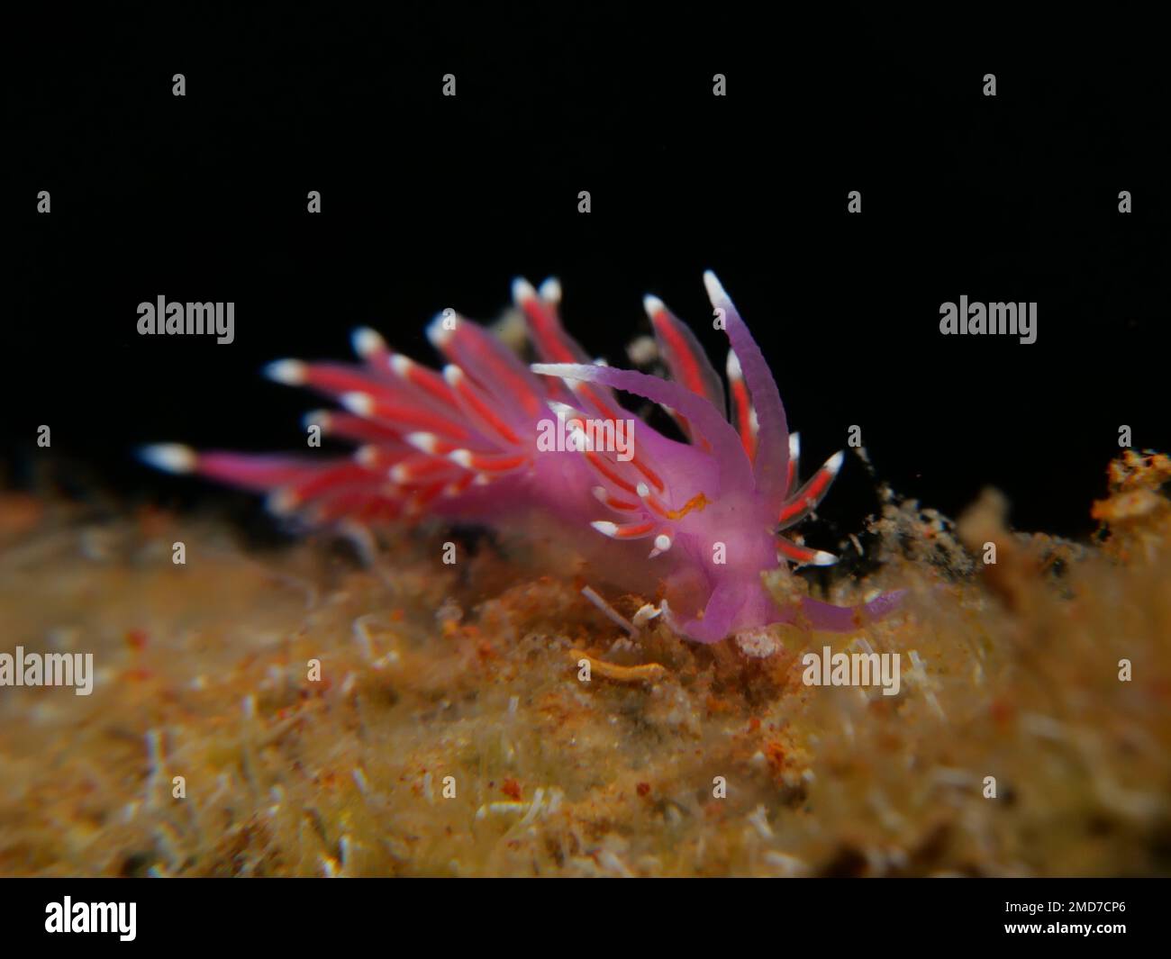 Winzige Nacktschnecke Edmundsella pedata aus Zypern Stockfoto