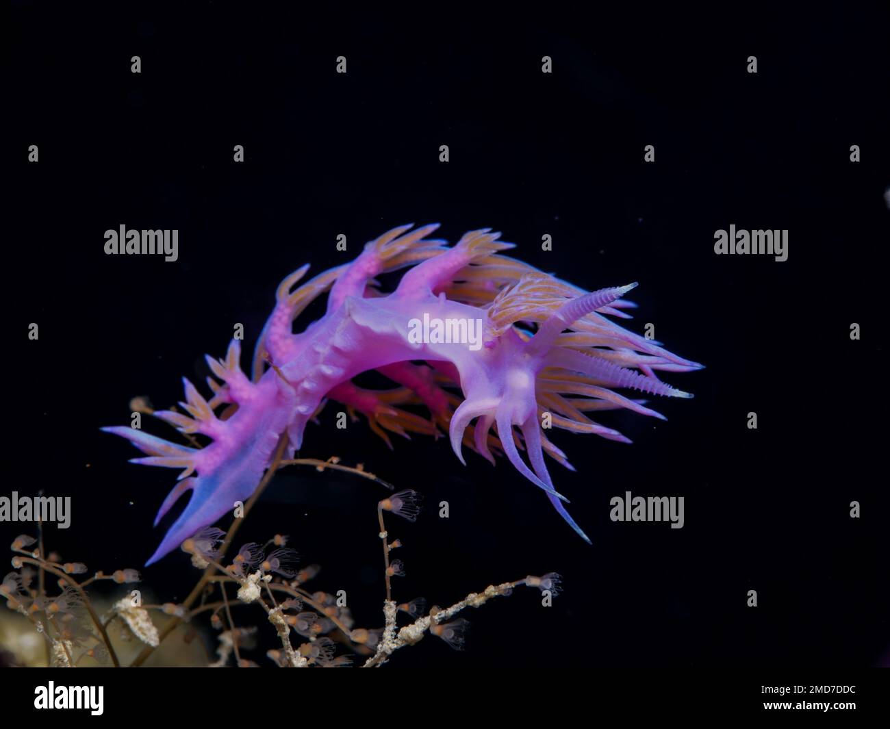 Nudibranch Flabellina affinis aus Zypern, Mittelmeer Stockfoto