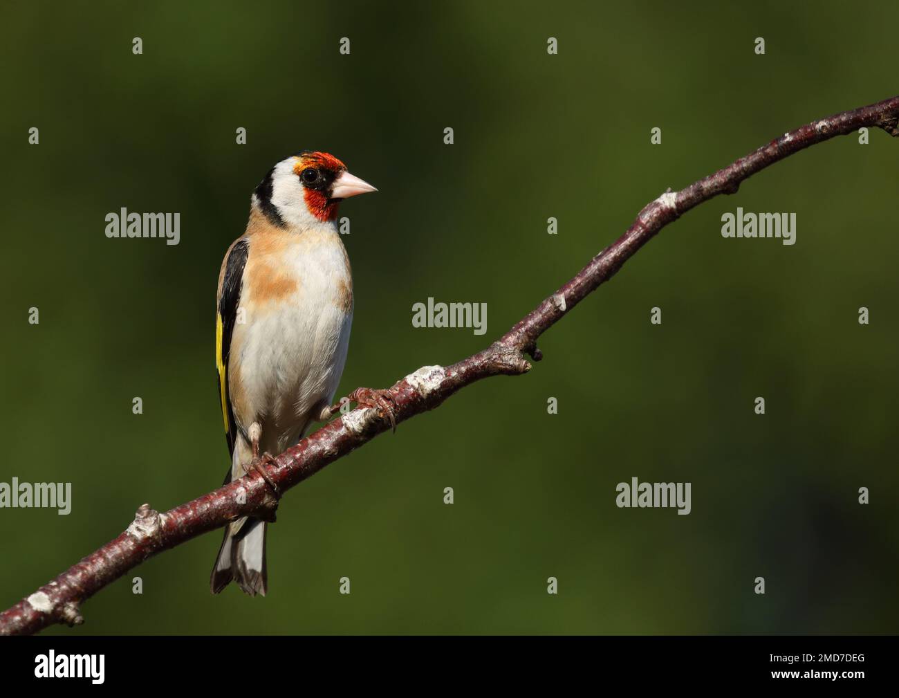 Erwachsener Goldfink sitzt auf dem Ast Stockfoto