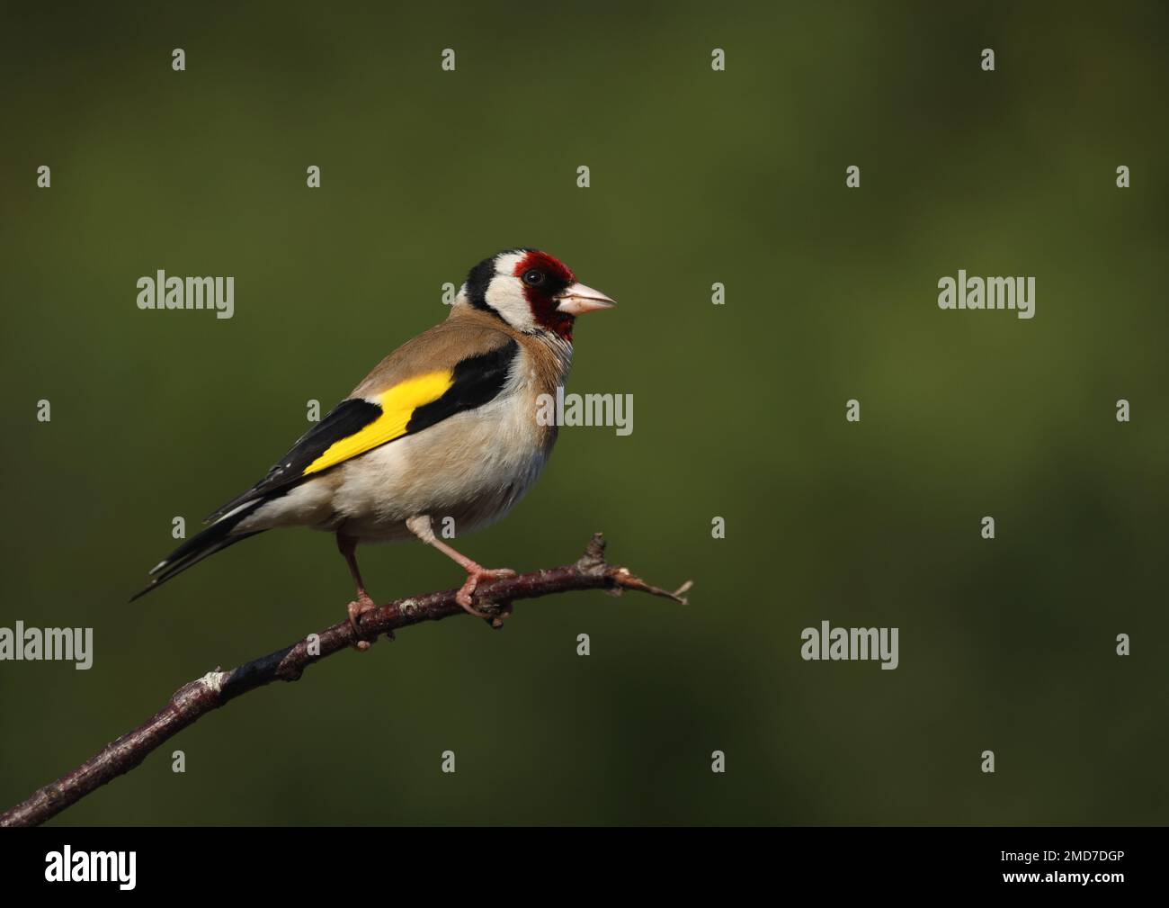 Erwachsener Goldfink sitzt auf dem Ast Stockfoto