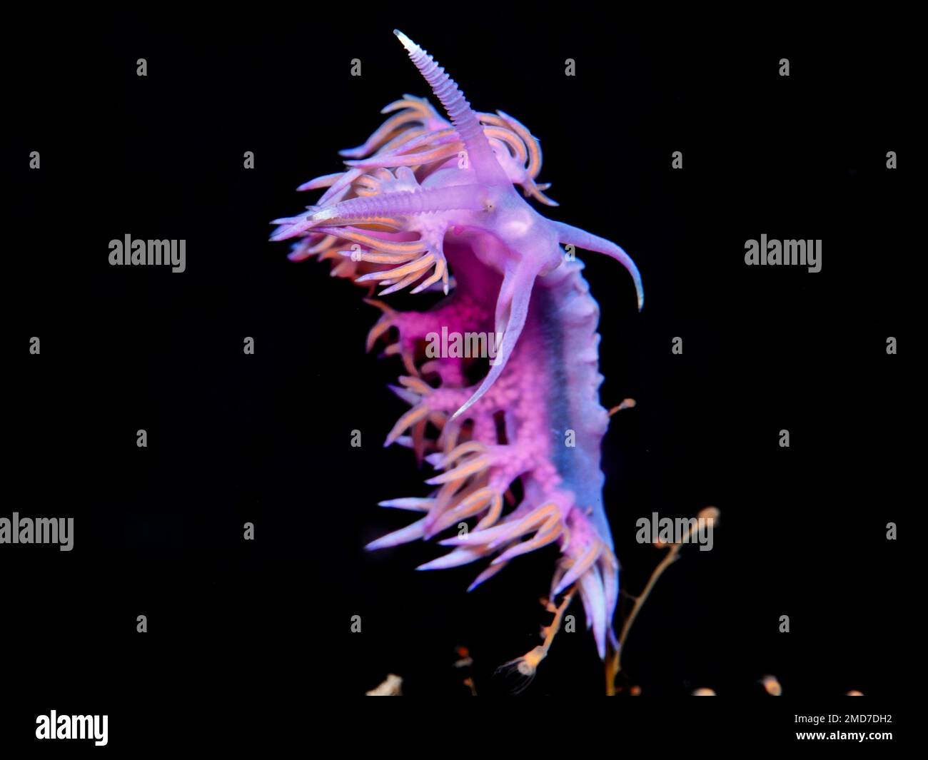 Nudibranch Flabellina affinis aus Zypern, Mittelmeer Stockfoto