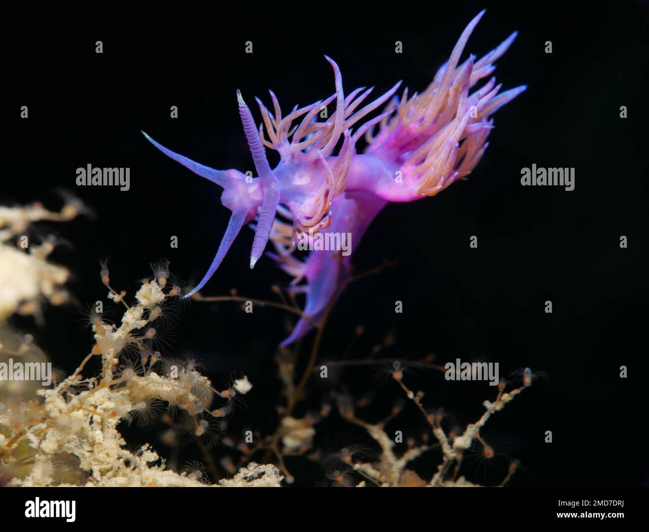 Nudibranch Flabellina affinis aus Zypern, Mittelmeer Stockfoto