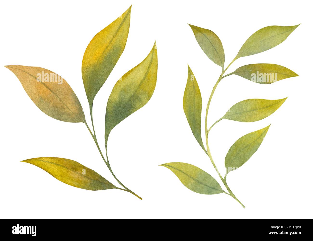 Ein Satz wässriger Blätter, handgezeichnete botanische Darstellung grüner Blätter Stockfoto