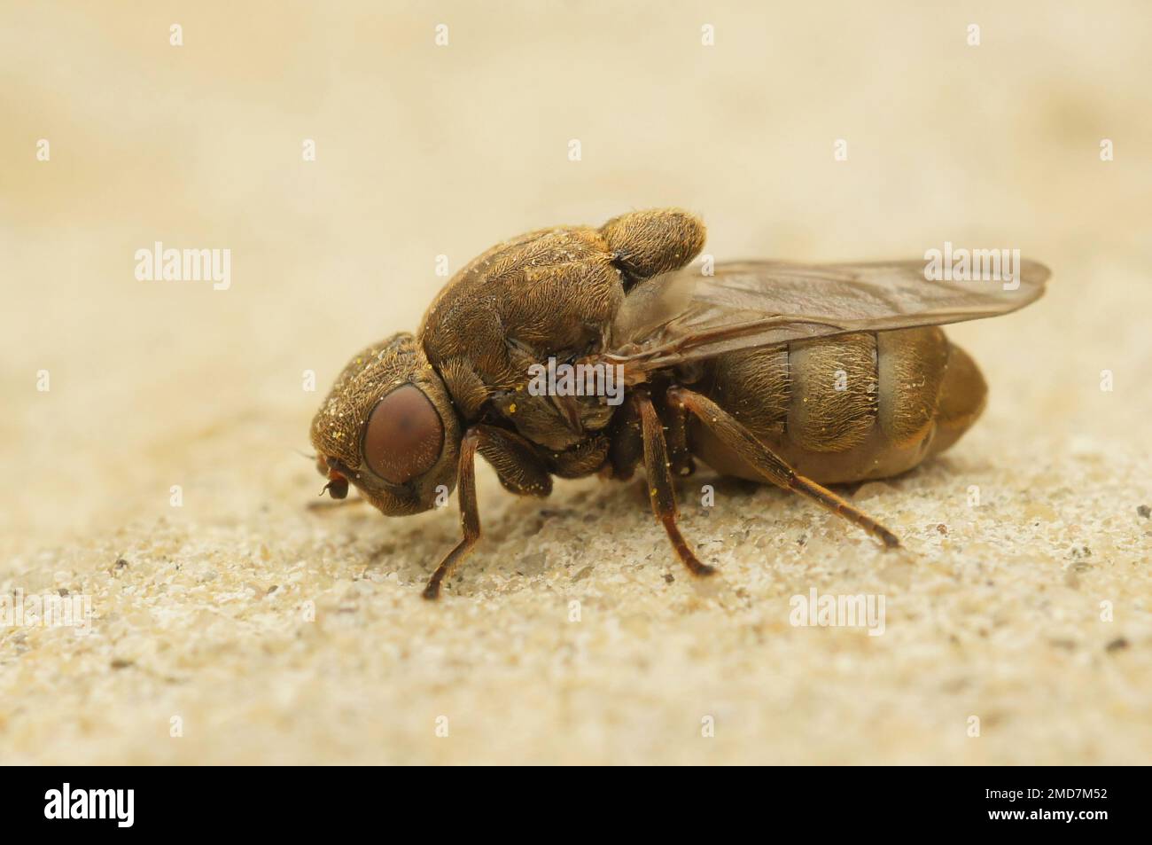 Detaillierte Nahaufnahme einer Stor Zigargalle-Fritflue Parasitenfliege, Lipara lucens, auf Stein sitzend Stockfoto