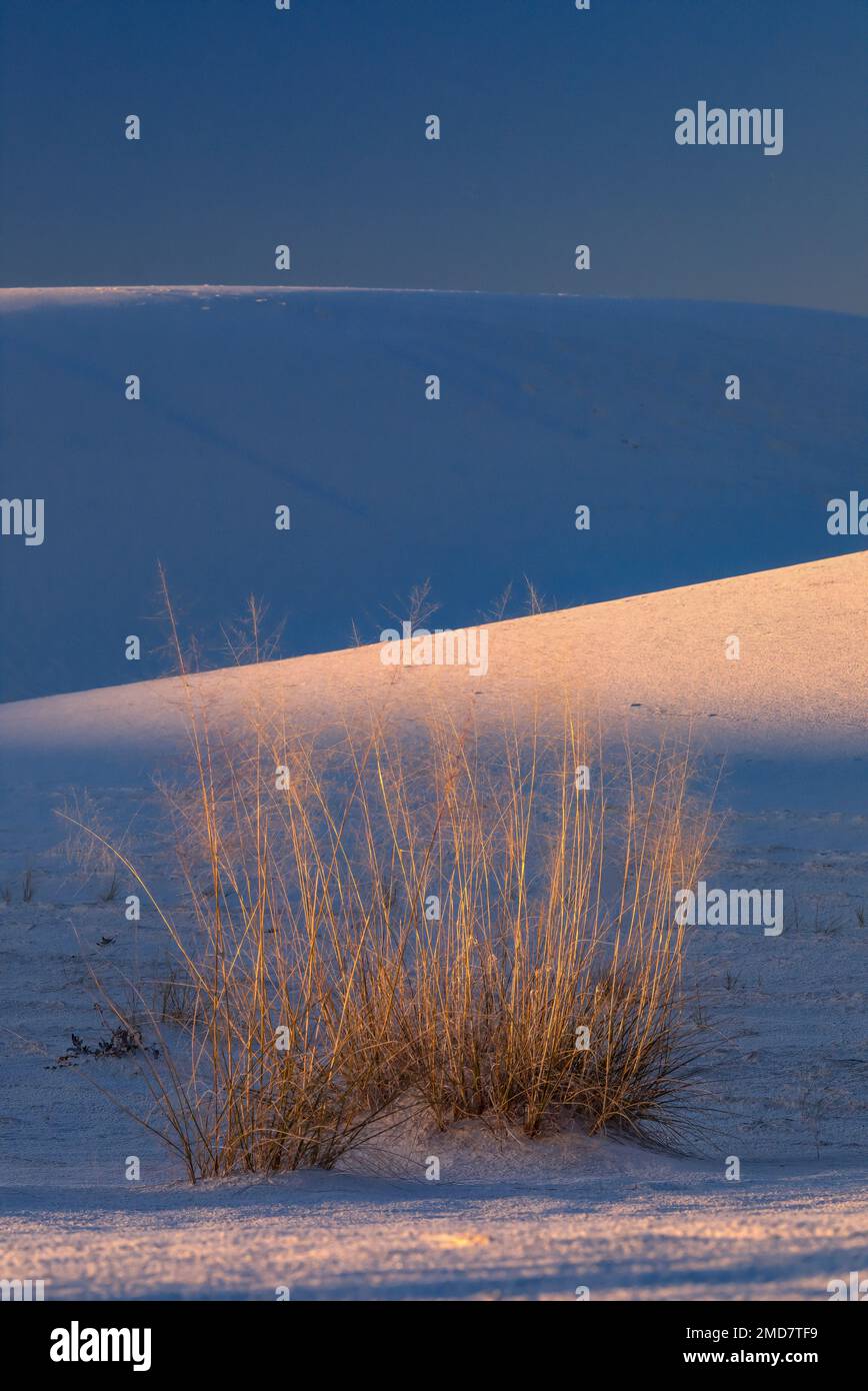 Gräser wachsen an den Tiefen der weißen Gipsdünen im White Sands National Park, New Mexico, USA Stockfoto