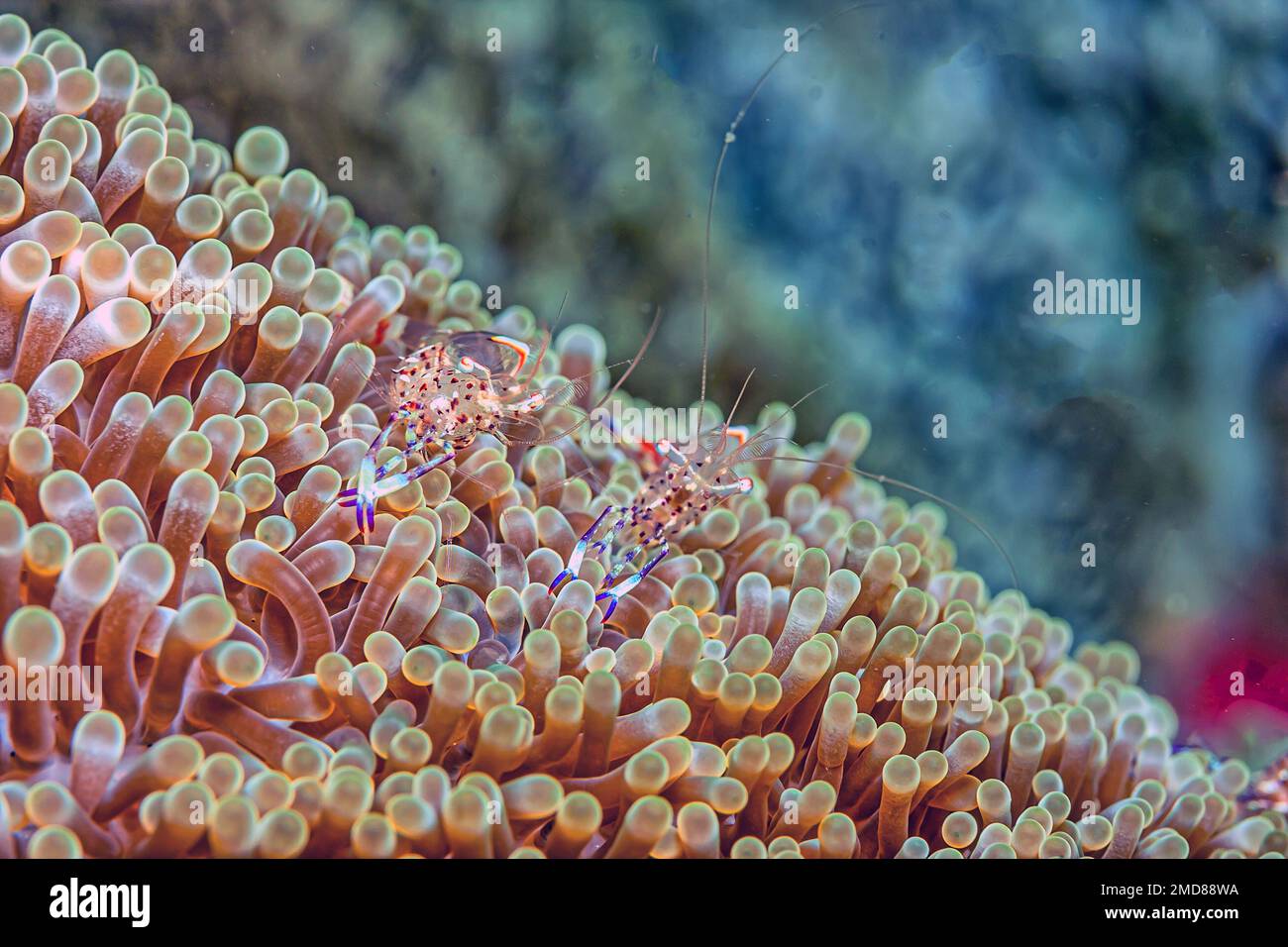 Hippolytidae ist eine Familie sauberer Garnelen, auch bekannt als gebrochene Garnelen oder Anemone Garnelen. Stockfoto