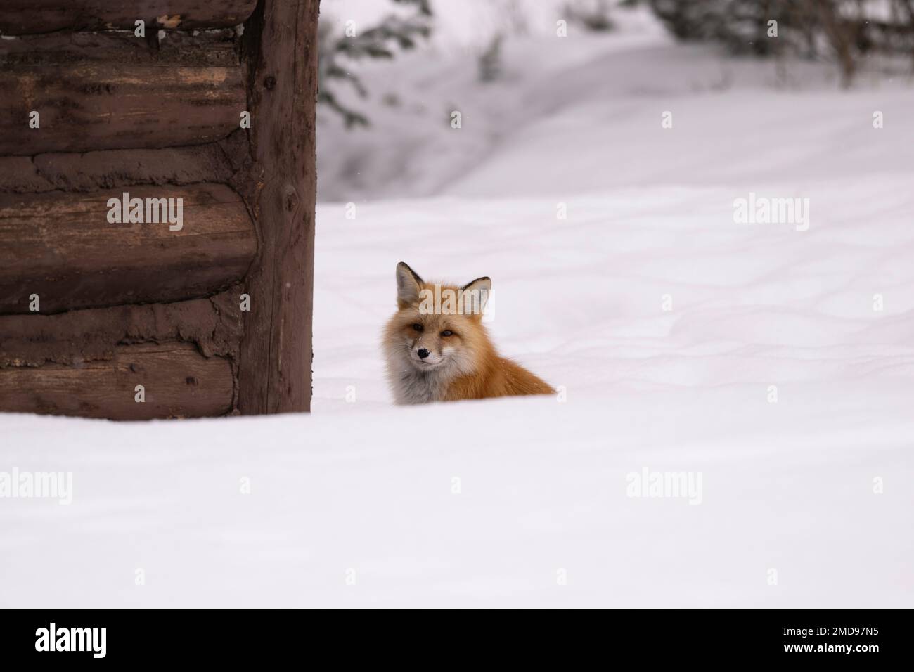 Red Fox sitzt neben einer Hütte, Montana Stockfoto