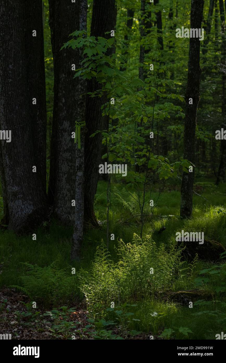 Lichtschächte, die in einem Waldgebiet im Norden Wisconsins Brackfarne erreichen. Stockfoto