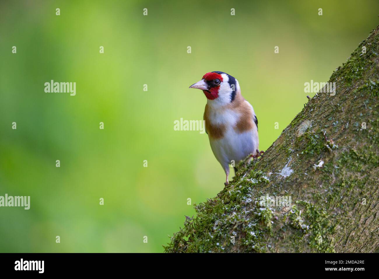 Europäischer Goldfink (Carduelis carduelis) auf Köderholz Stockfoto