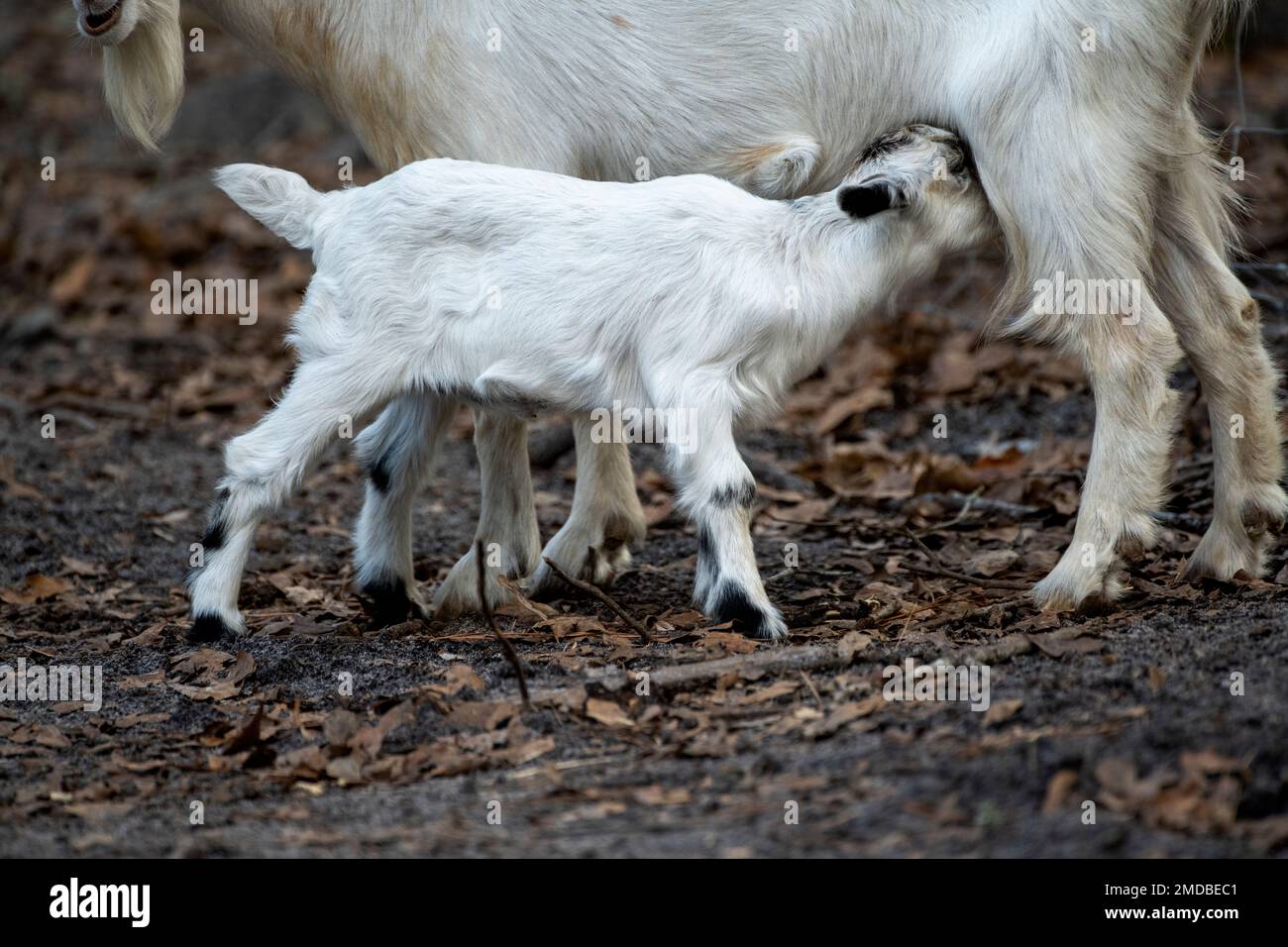 Ein kleines weißes Ziegenbaby, das von seiner Mutter pflegt Stockfoto