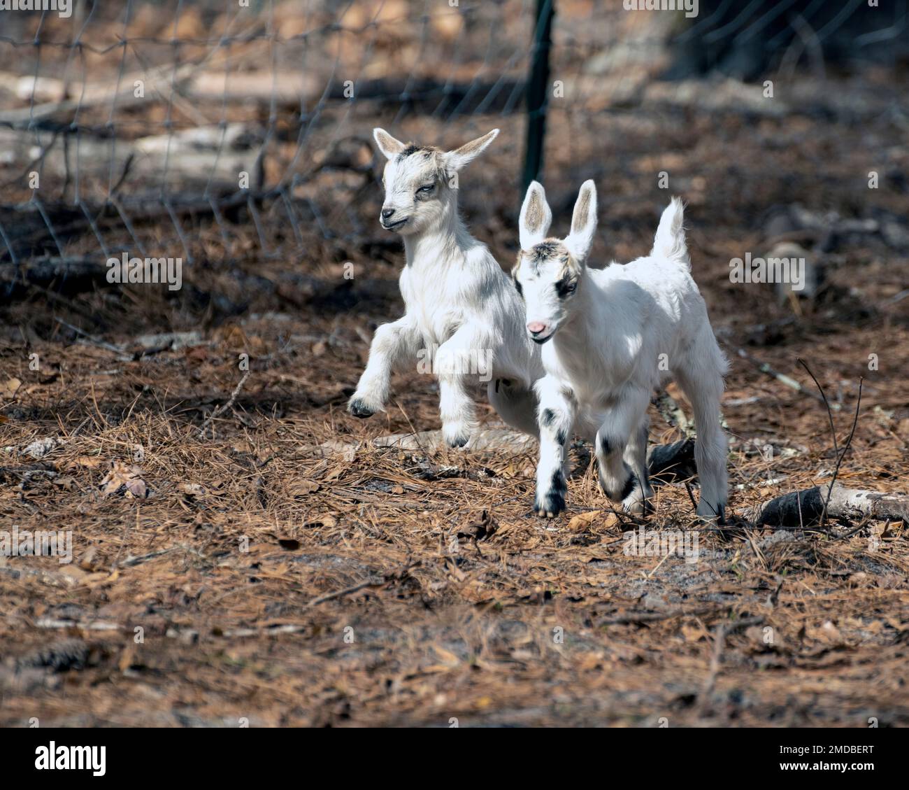 Zwei Ziegenbabys laufen und springen auf einer Farm Stockfoto