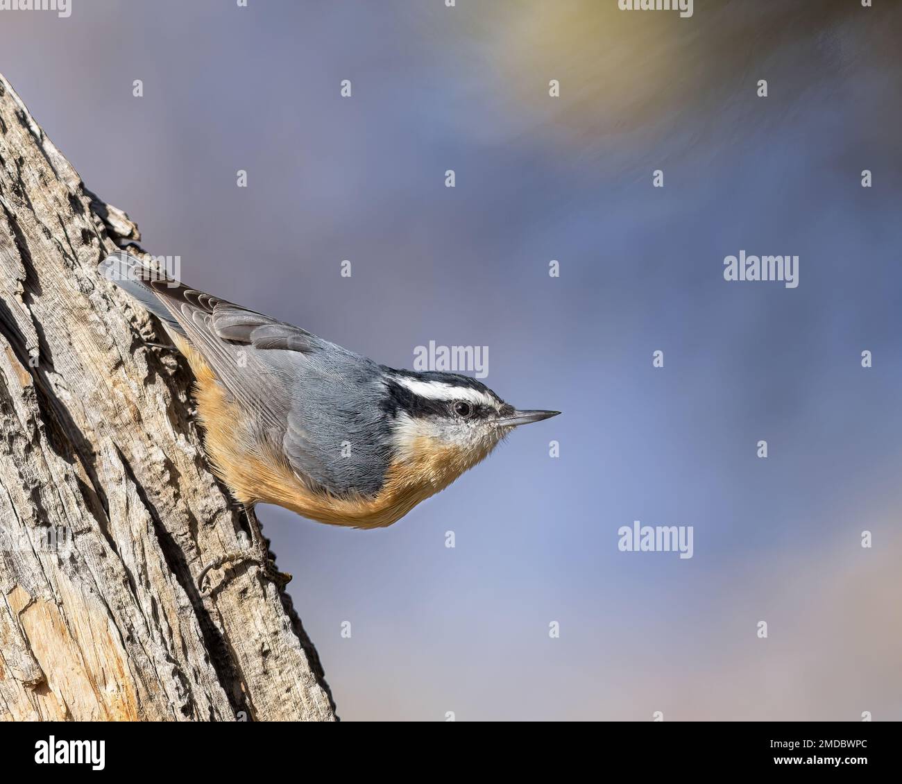 Ein roter Nuthatch pausiert einen Moment auf einem alten Baumstamm. Stockfoto