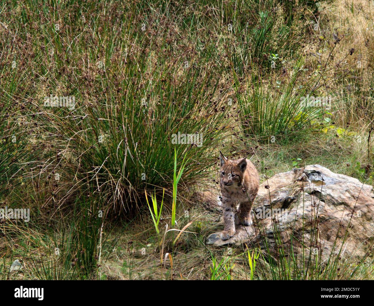 Der junge Lynx (Lynx lynx) erkundet seine Umwelt im Nationalpark
