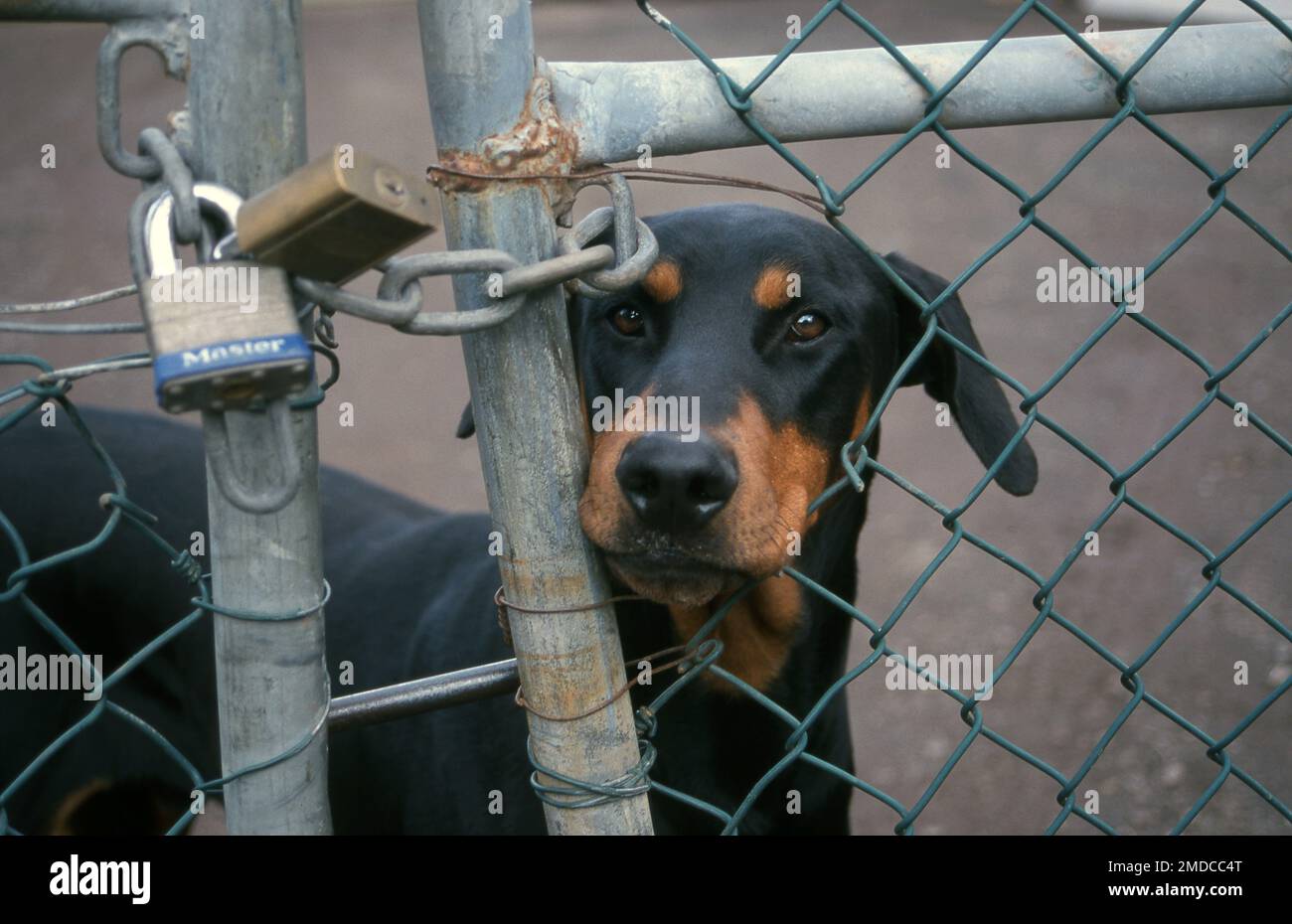 Ein wachsamer Dobermann hält einen intensiven, ununterbrochenen Blick hinter verschlossenen Metall-Sicherheitsgittern. Australien. Stockfoto
