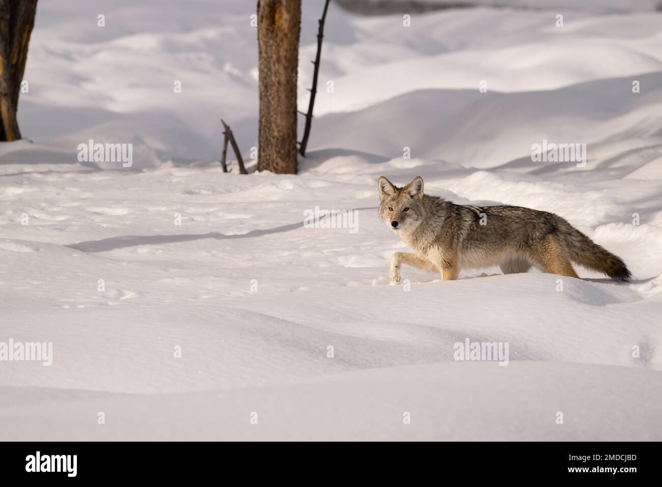 Coyote im Winter, Yellowstone-Nationalpark Stockfoto