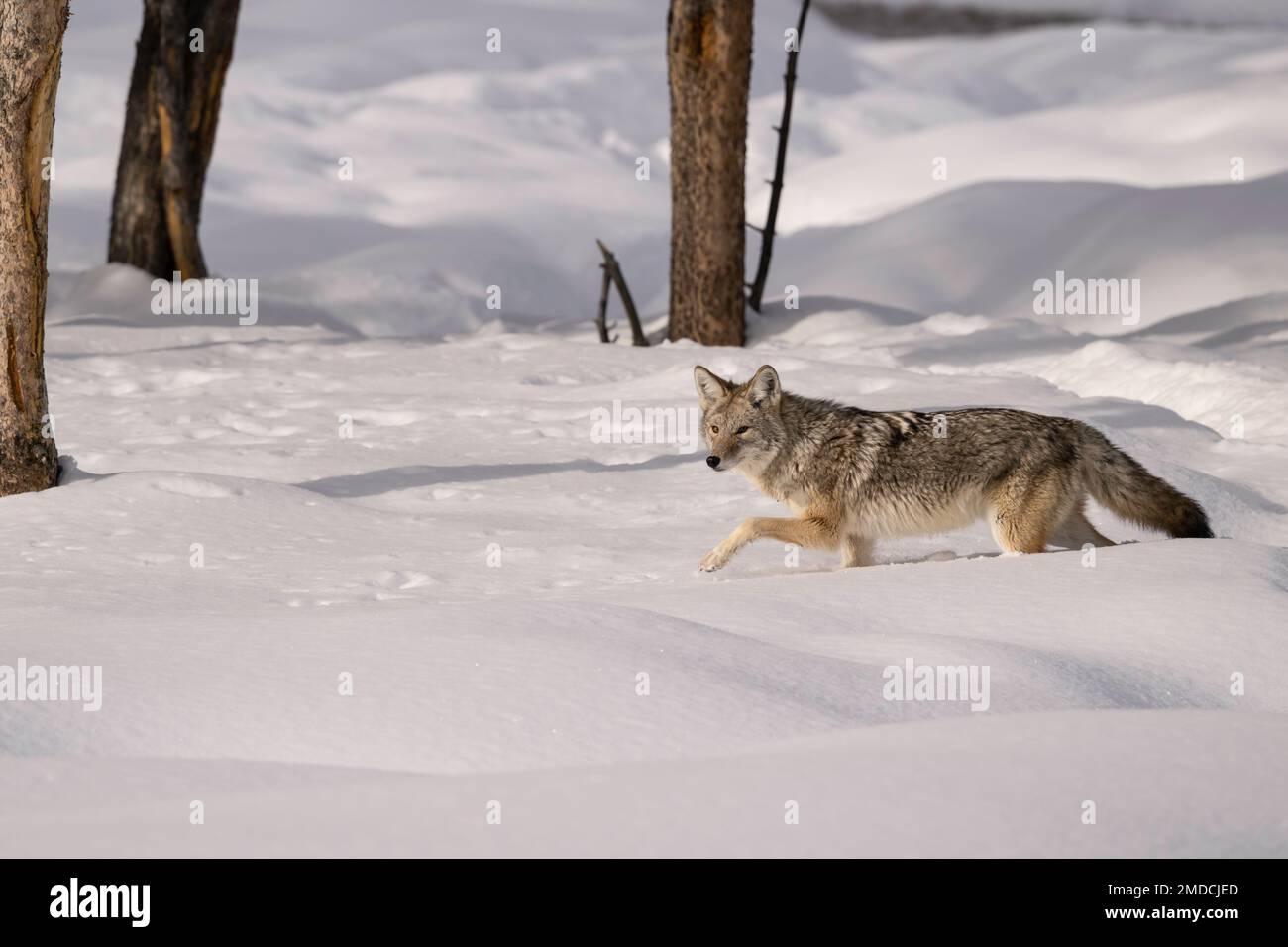 Coyote im Winter, Yellowstone-Nationalpark Stockfoto