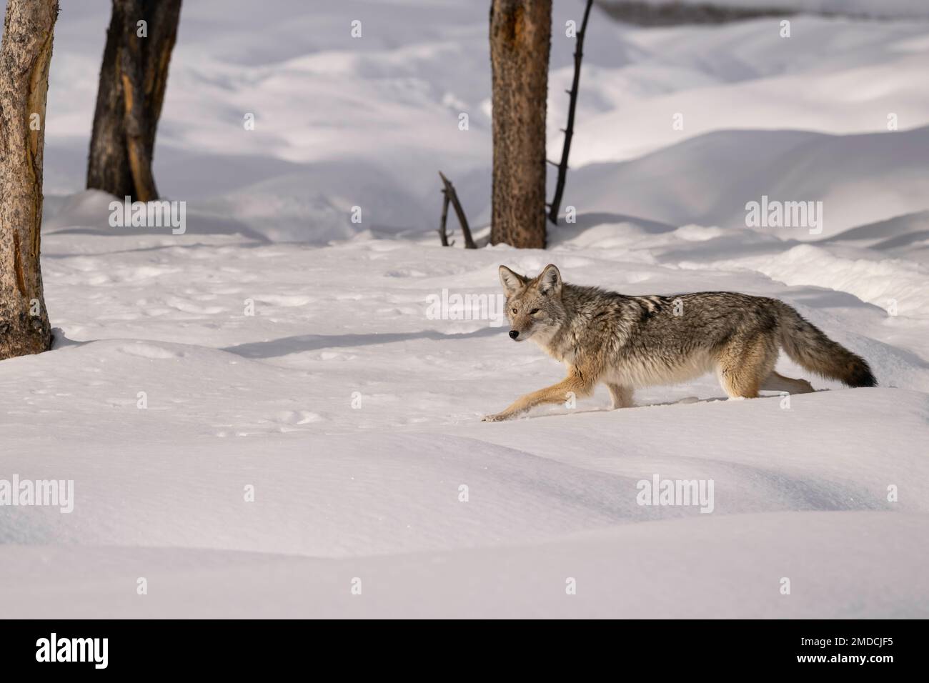 Coyote im Winter, Yellowstone-Nationalpark Stockfoto