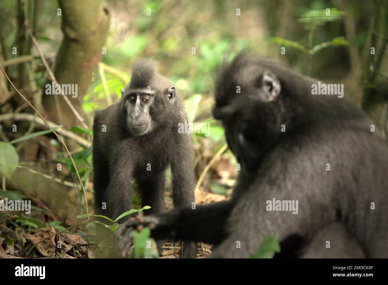 Ein junger Sulawesi hat einen schwarzen Makaken im Vordergrund einer älteren Person im Naturschutzgebiet Tangkoko, North Sulawesi, Indonesien. Basierend auf Daten, die aus einer Reihe von Tests von drei erwachsenen Kammmakaken in Gefangenschaft gesammelt wurden, enthüllten Primatologen, dass Sulawesi-Kammmakaken empfindlich für den sozialen Status anderer Personen sind. Ein Makake mit Kammmuscheln „neigt dazu, länger zu reagieren, wenn er Gesichter von unbekannten hochrangigen Personen sieht“, so der Bericht, „was darauf hindeuten könnte, dass sie einige Informationen über den sozialen Status von unbekannten Personen wahrnehmen können, die Gesichter verwenden... Stockfoto