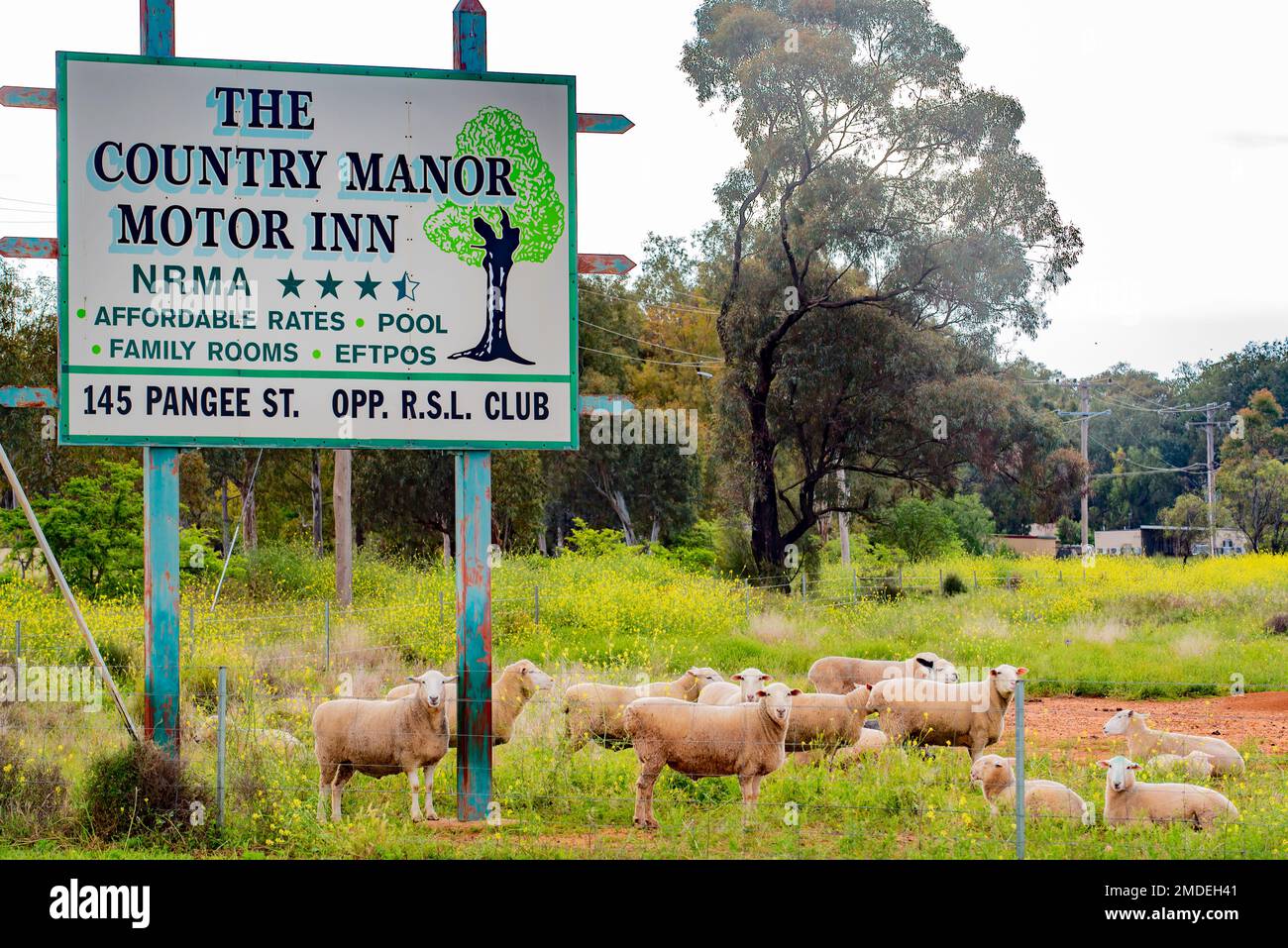 Ein Werbeschild für das Country Manor Motor Inn (Motel) in Nyngan, New South Wales, Australien, in einer Schaffe mit Schafen in der Nähe Stockfoto