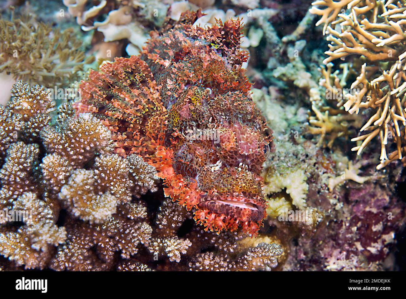 Skorpionfisch ruht auf Korallenriff Skorpionfisch ruht auf Korallenriff. Bärtiger Skorpionfisch in Jagdposition zwischen Korallen Stockfoto